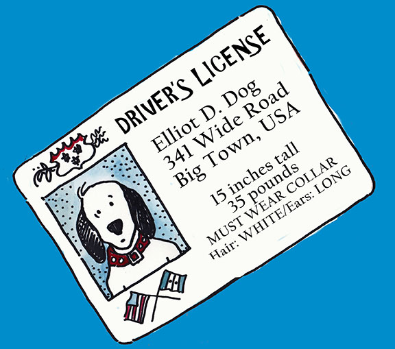 dog drivers license-3